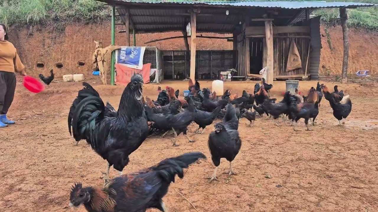 Cuộc Sống Nông Dân Mộc Mạc: Chăm Lợn Gà Bò Và Đi Phát Cỏ Mỗi Ngày