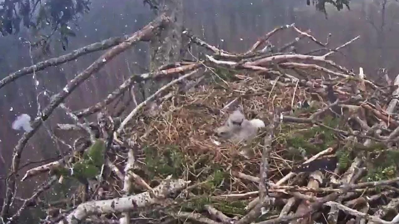 Jūras ērgļis~ Eaglets alone in snow and cold ~  5:29 PM- 6:11 PM  2021/04/25