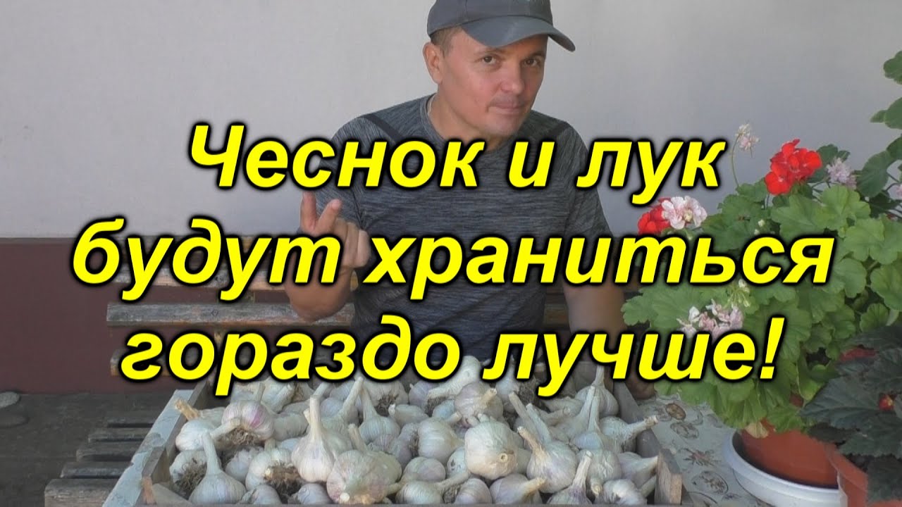 Вот почему лук и чеснок ПЛОХО хранится. А Вы знали об этом?