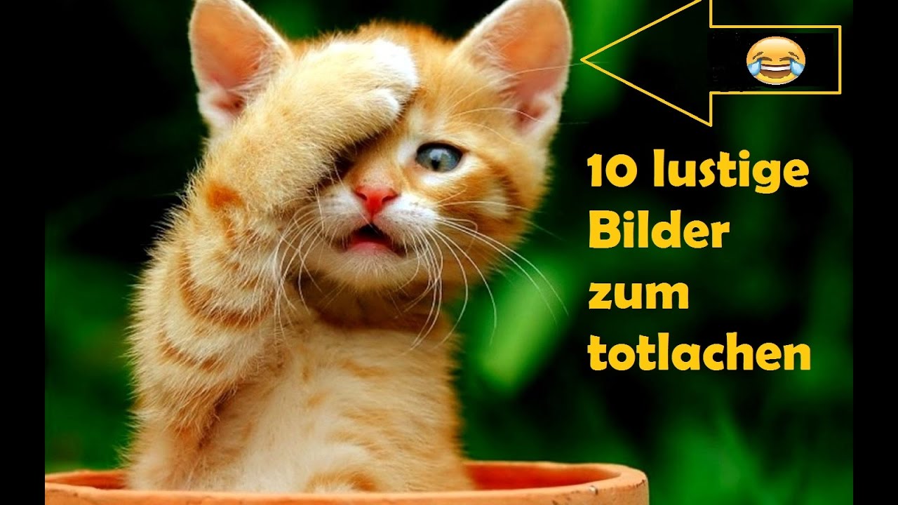 10 lustige Bilder!!!