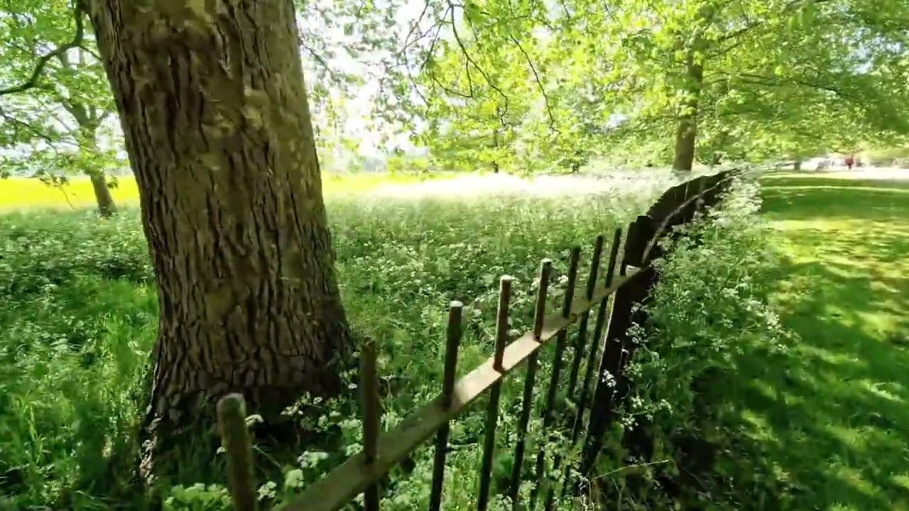 Walking At The Park With Flower Fields Scenery