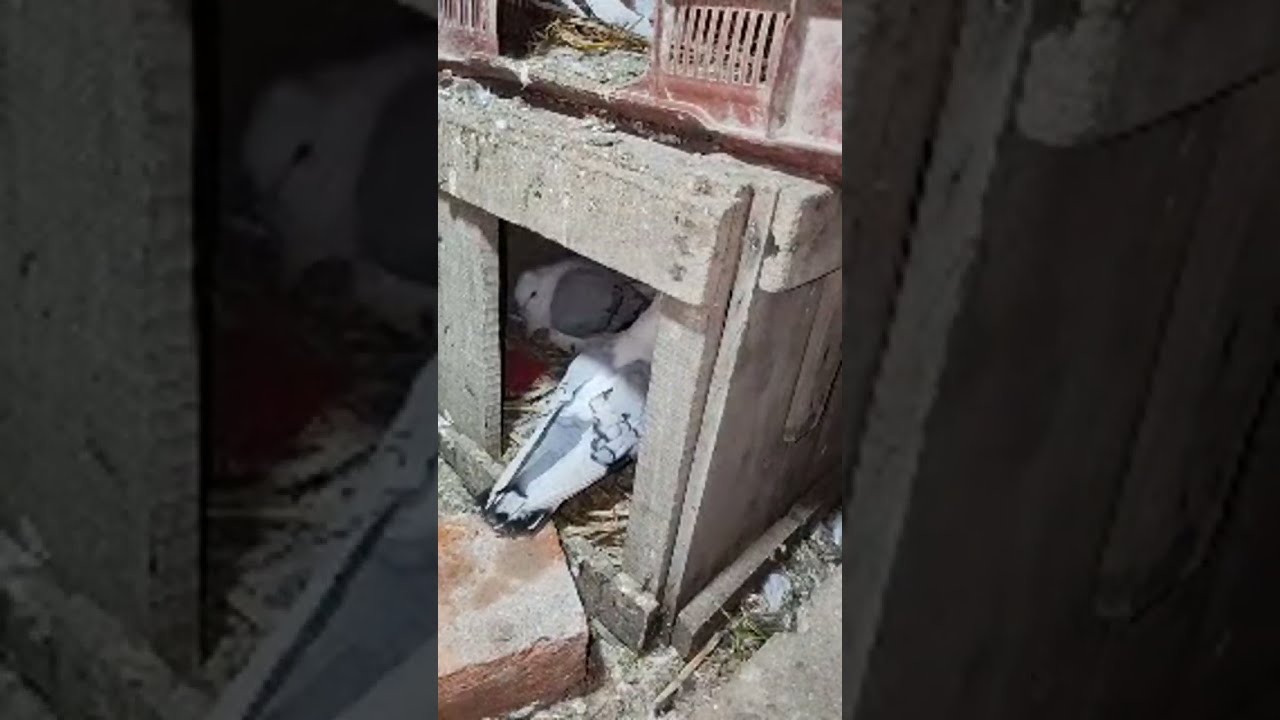 Fancy Pigeon 🐦😍 Available Ayodhya #fancypigeon 