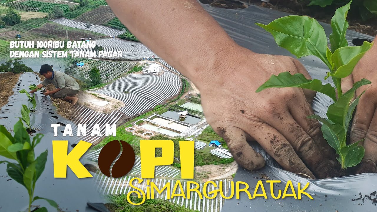 PENANAMAN KOPI SIMARGURATAK 10Ha