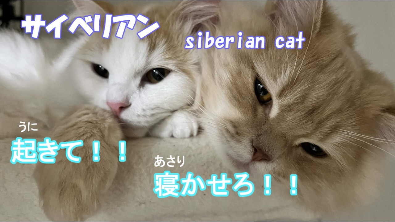 サイベリアン♂寝たいあさりと邪魔したいうに。#siberian #cat #猫のいる暮らし #ねこ #猫好きさんと繋がりたい 
