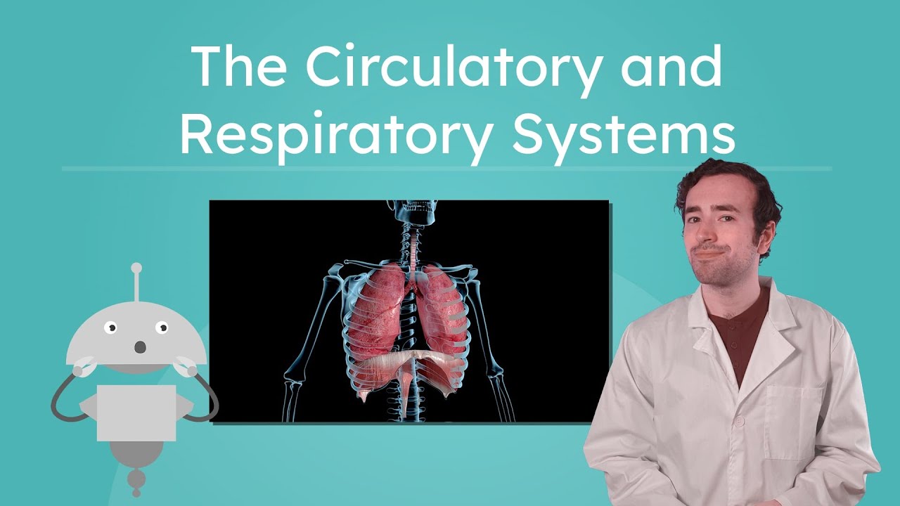 The Circulatory and Respiratory Systems - How We Breathe and Circulate Blood