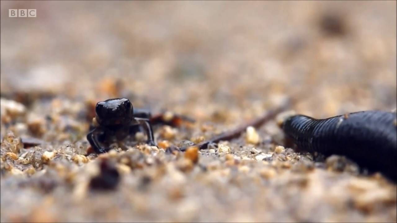 Toads on Springwatch (2016)