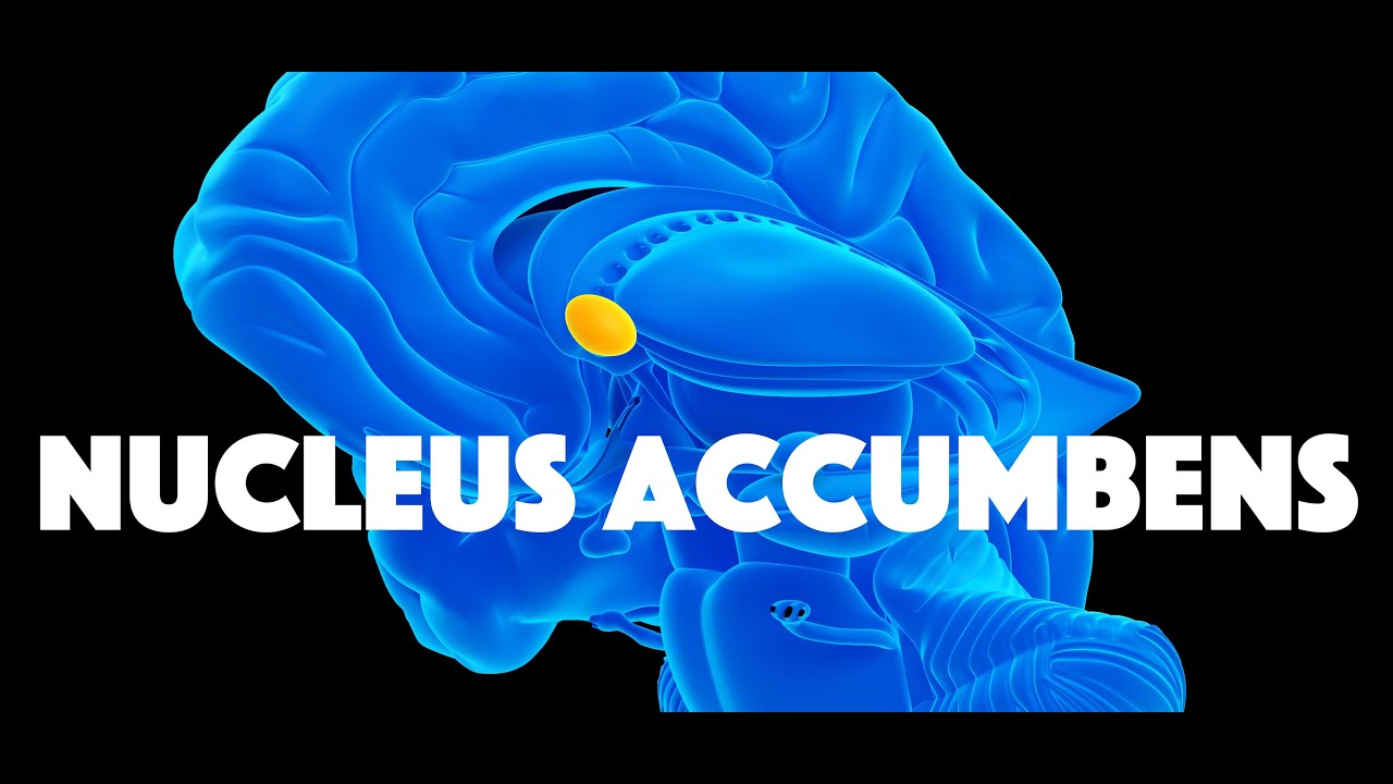 Nucleus Accumbens