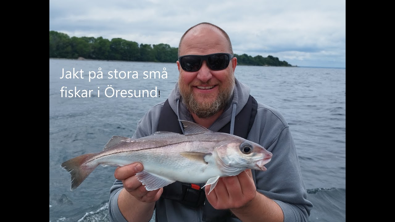 Kolja och rötsimpa i Öresund