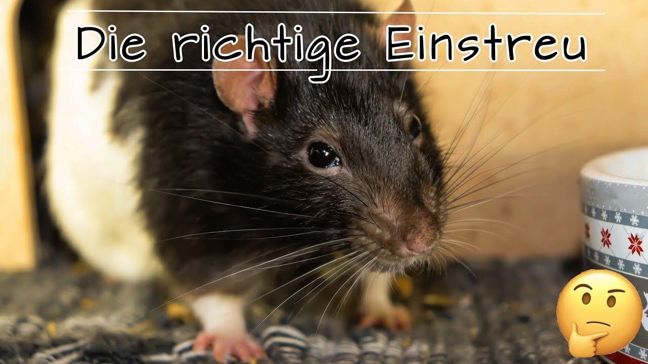 Tierisches Wissen: Die RICHTIGE EINSTREU f&uuml;r RATTEN