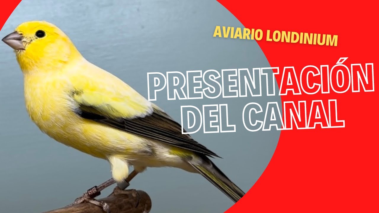 HABLAMOS DEL LONDON FANCY