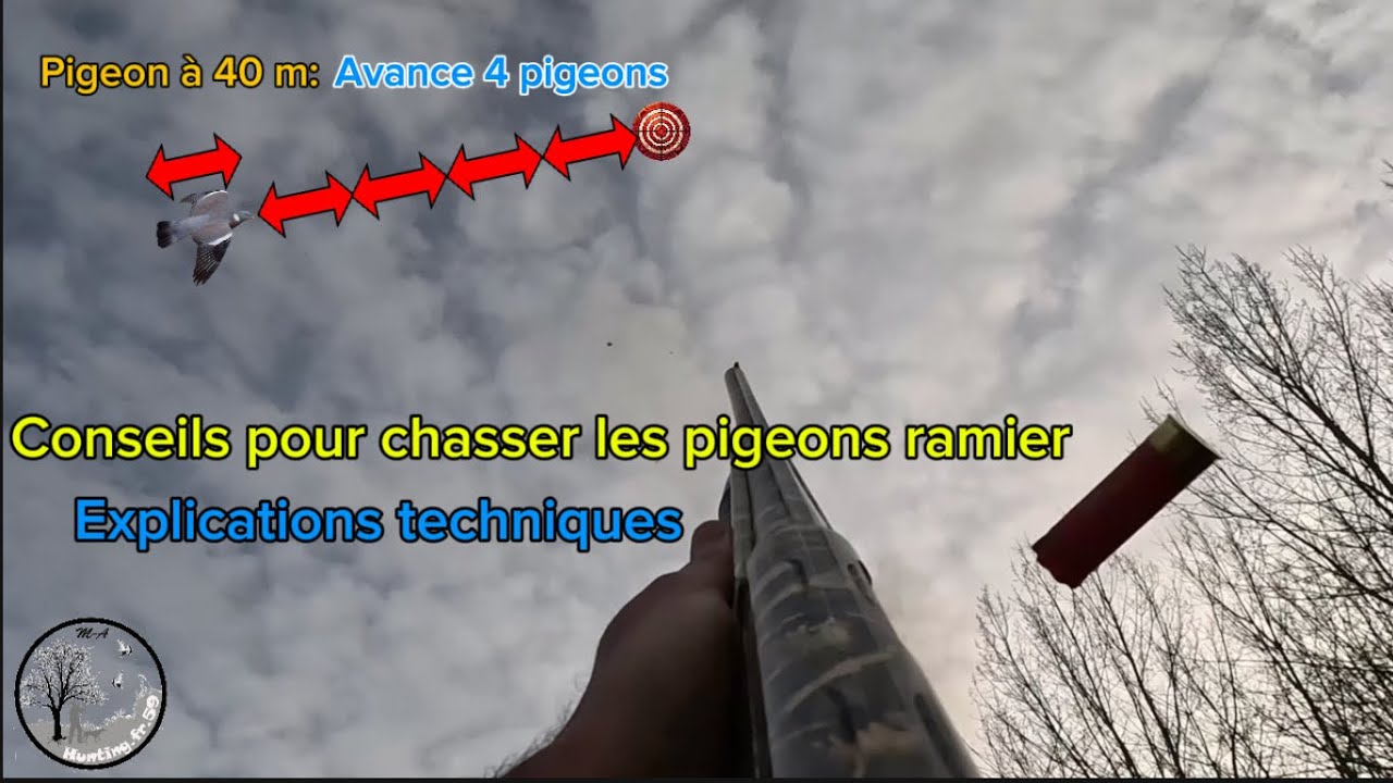 Conseils pour chasser le pigeon ramier: explication technique