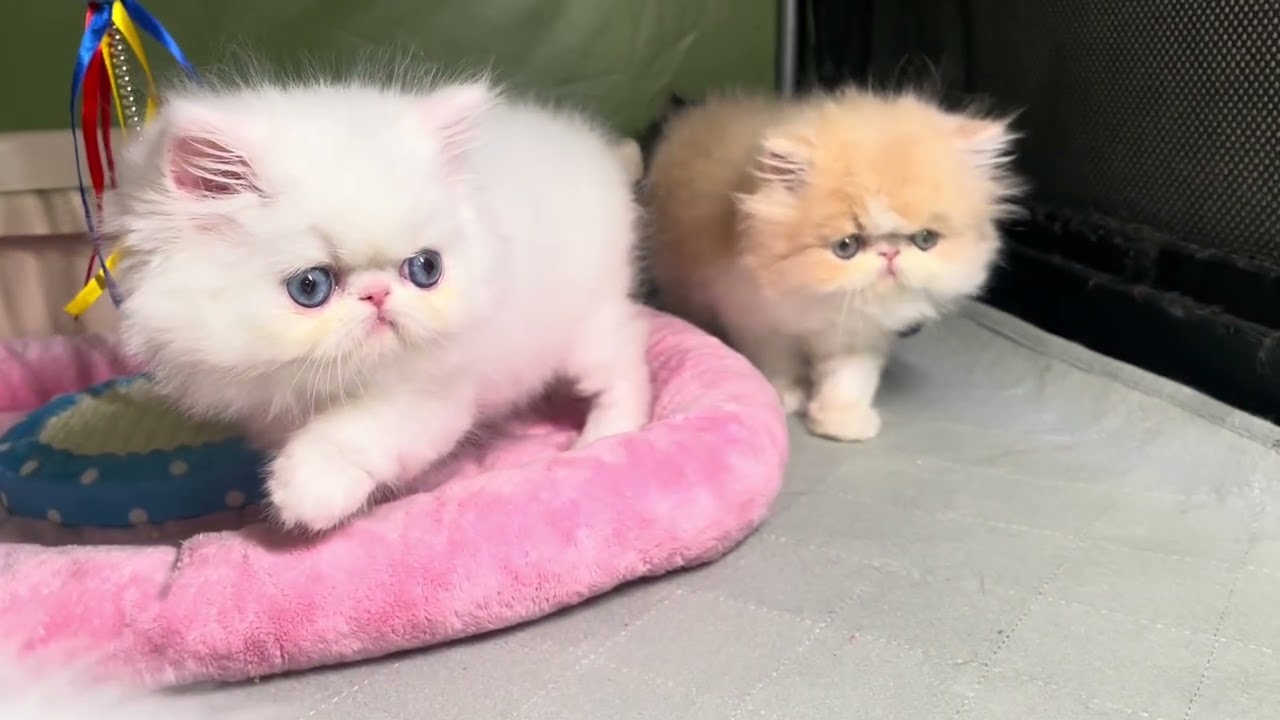 High Desert Persians Alba’s kittens