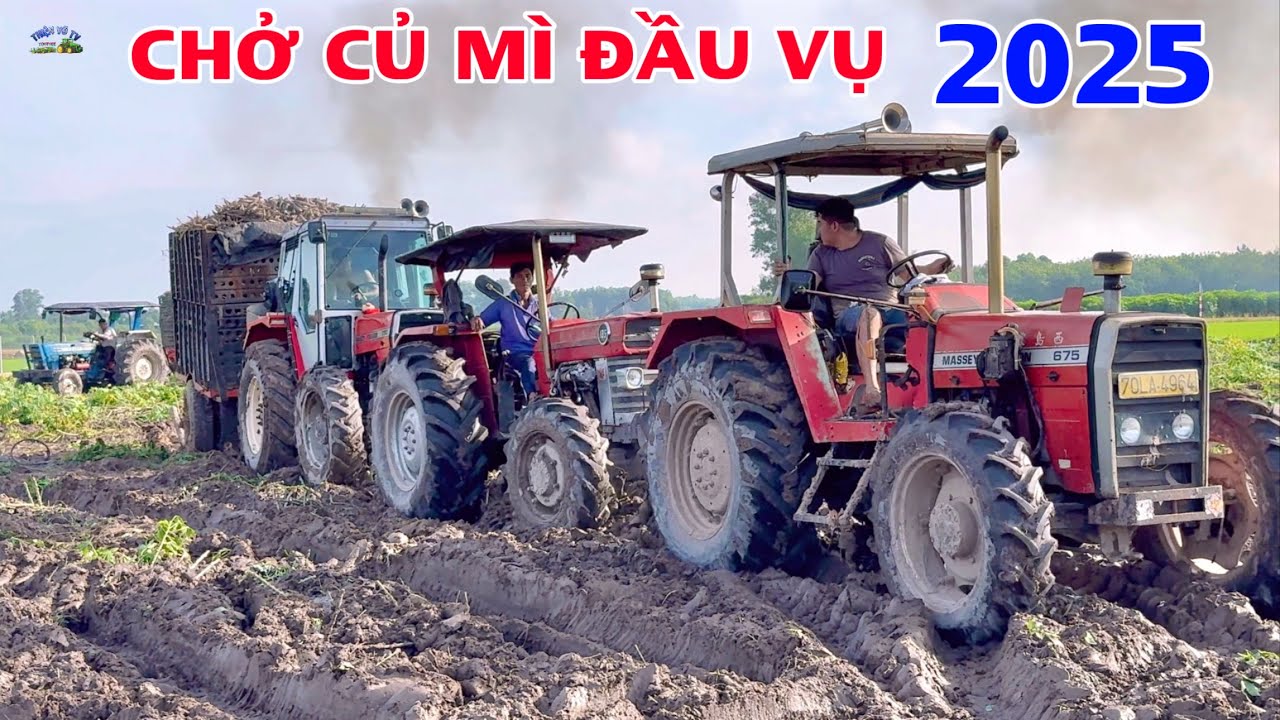Vô vụ thu hoạch củ mì ở tây ninh 2025 7 chiếc máy cày kéo củ mì