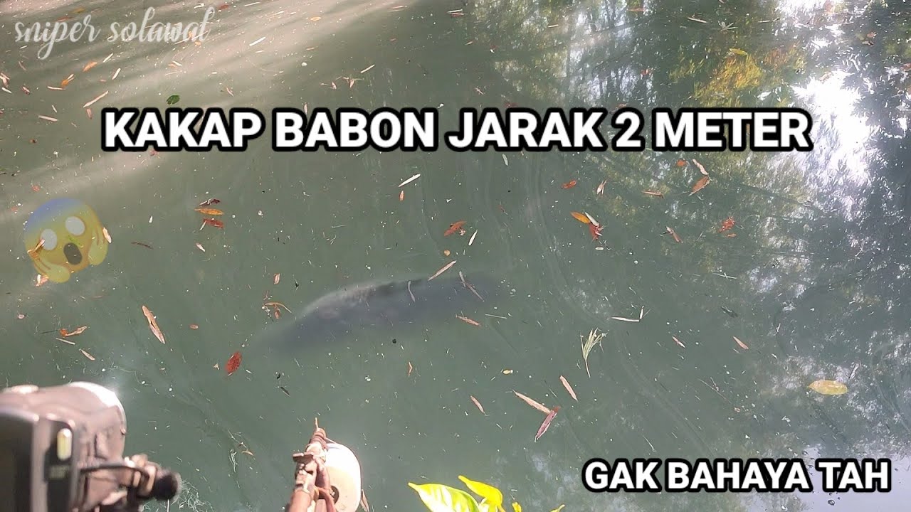 KAKAP PUTIH JARAK 2 METER DARI SANGGONGAN ,BIKIN TEGANG//PASER BARRAMUNDI