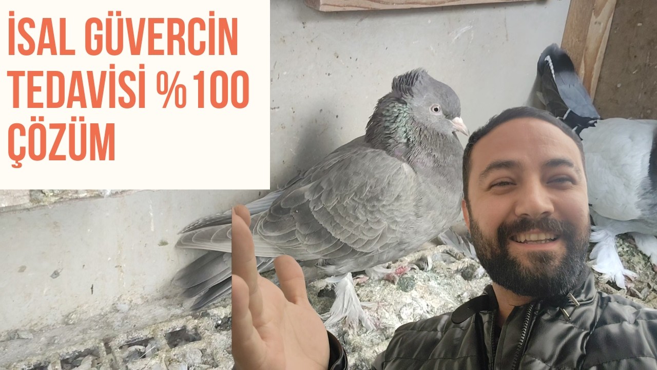 GÜVERCİNİM İSAL OLDU SALMONELLA OLDU NASIL DÜZELTİRİM-DOLANDIRILDIM