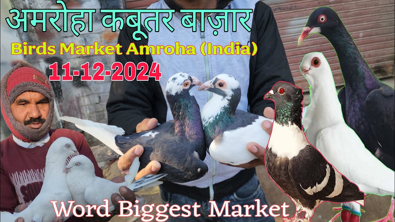 Amroha kabootar market 🕊️11-12-2024. अमरोहा कबूतर बाज़ार। Gola kabootar market. Bird market India.