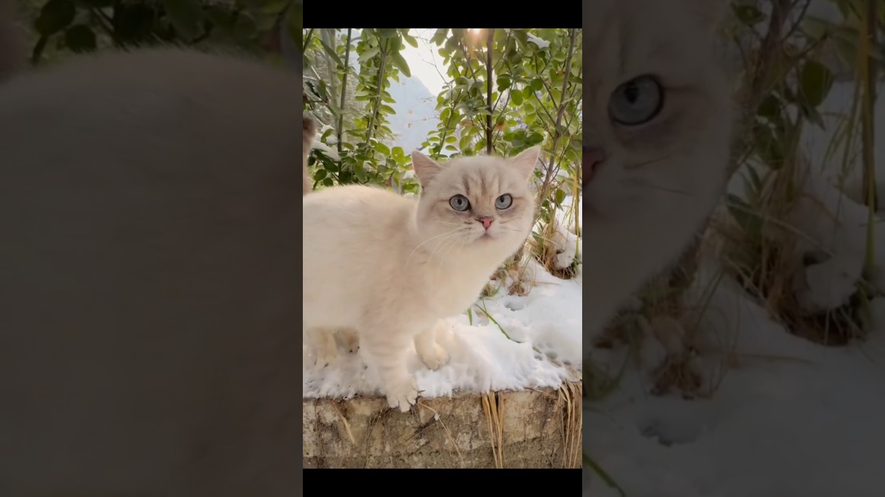 Cutest Cat in the ice place #shorts