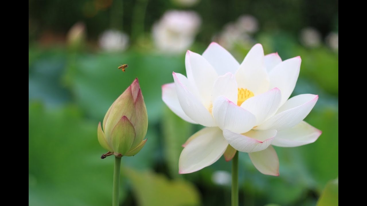 Kinh ví dụ con rắn ( Trung bộ Kinh)