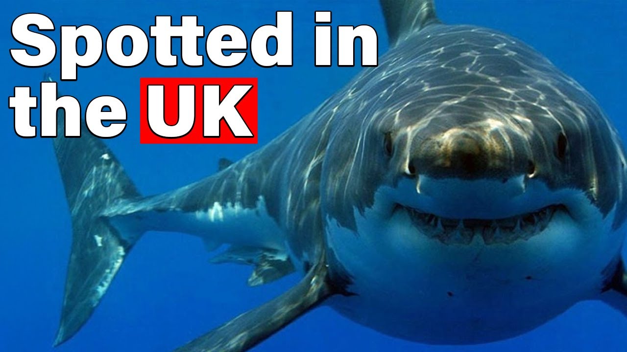 Why Great White Sharks Could Soon Appear in UK