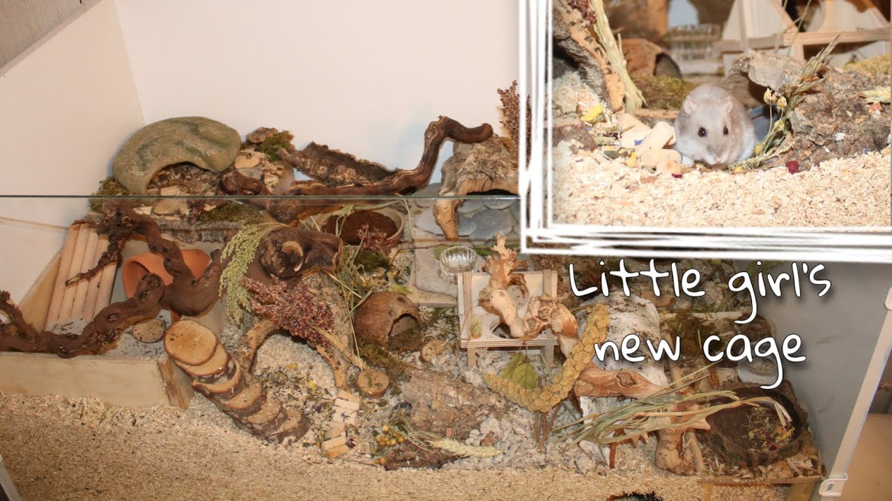 Natural Linnmon Hamster Cage Clean | World With Hamsters