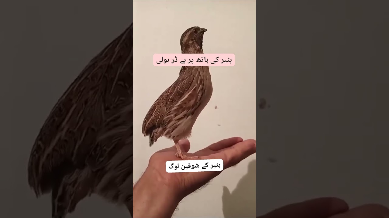quail sound|batair ki awaz|desi batair ki awaz|quail|quail mp3|quail audio|quail bird|desert quail