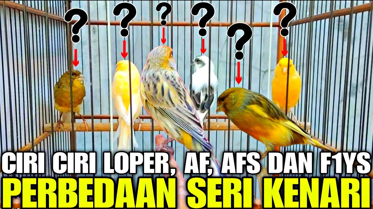 INILAH CARA MUDAH MEMBEDAKAN CIRI SERI BURUNG KENARI YANG WAJIB DI PAHAMI BIAR TIDAK KENA TIPU!