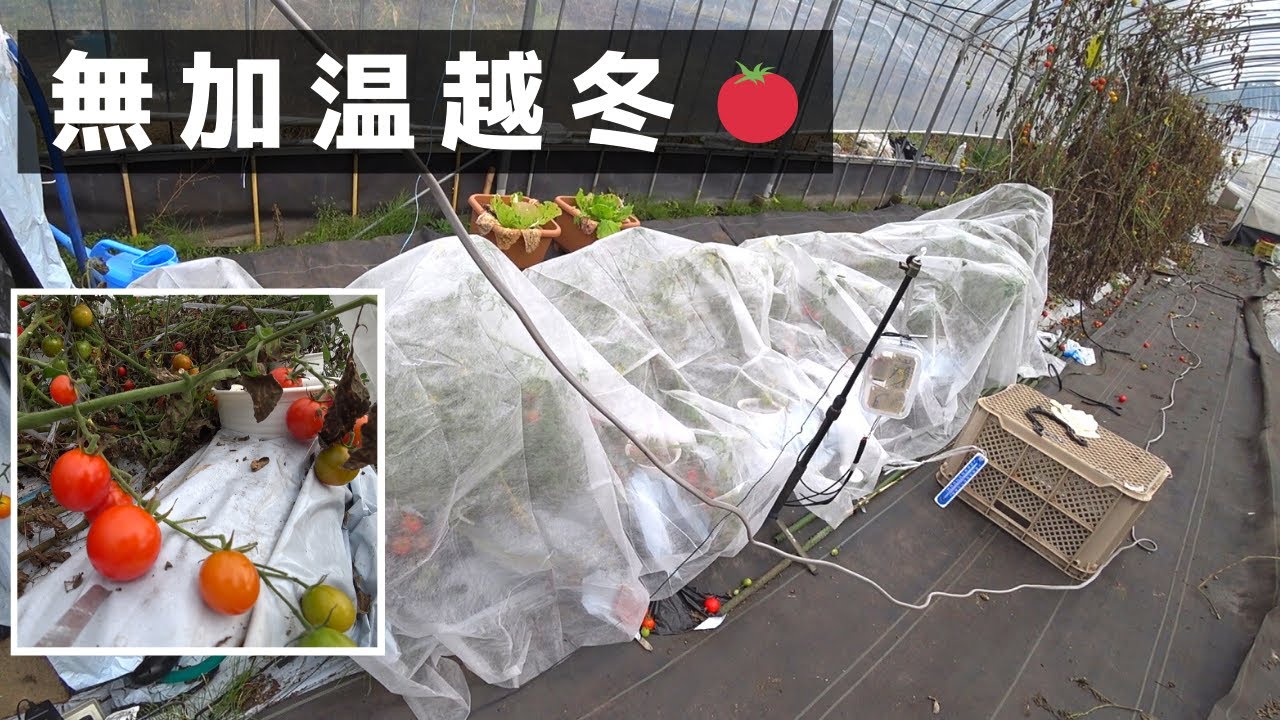 【水耕・土耕】不織布を使ったミニトマトの越冬（マイナス３℃まで大丈夫かも）【Hydroponics】