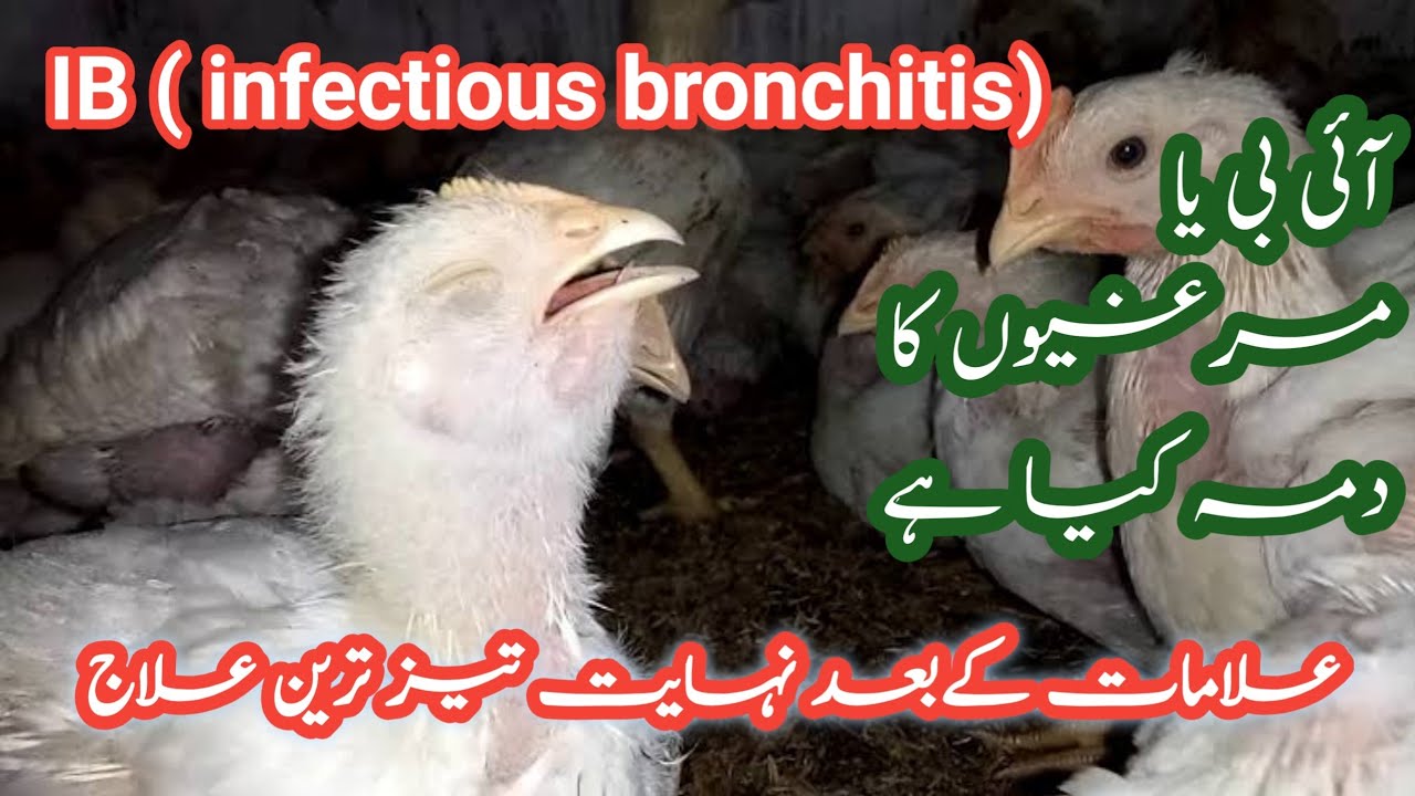iB ( infectious bronchitis) diease in poultry | symptoms and treatment |