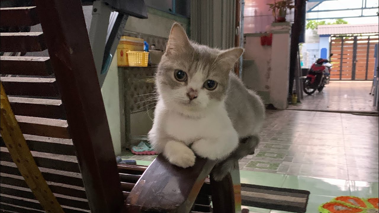 [Meow][250705] | MOONIE | TSUKI | BƠ - nhảy đi Tsuki ơi, nhảy đi