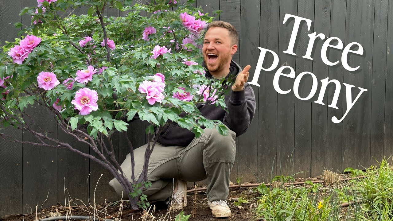This Peony Will Change Your Garden Forever! 🌸 || Visit Our Garden
