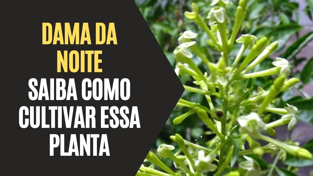 Dama da Noite: Como Cultivar Essa Planta