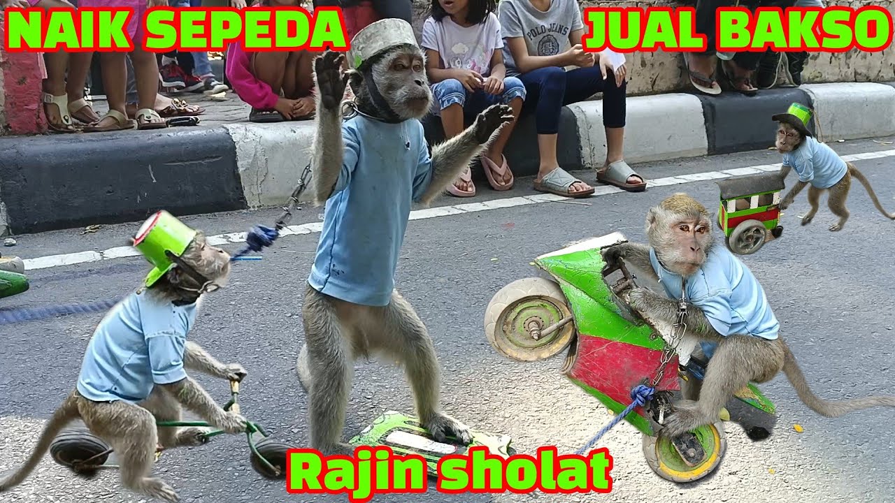 FUNNY MONKEY, TOPENG MONYET LUCU NAIK SEPEDA JUAL BAKSO DAN RAJIN SHOLAT