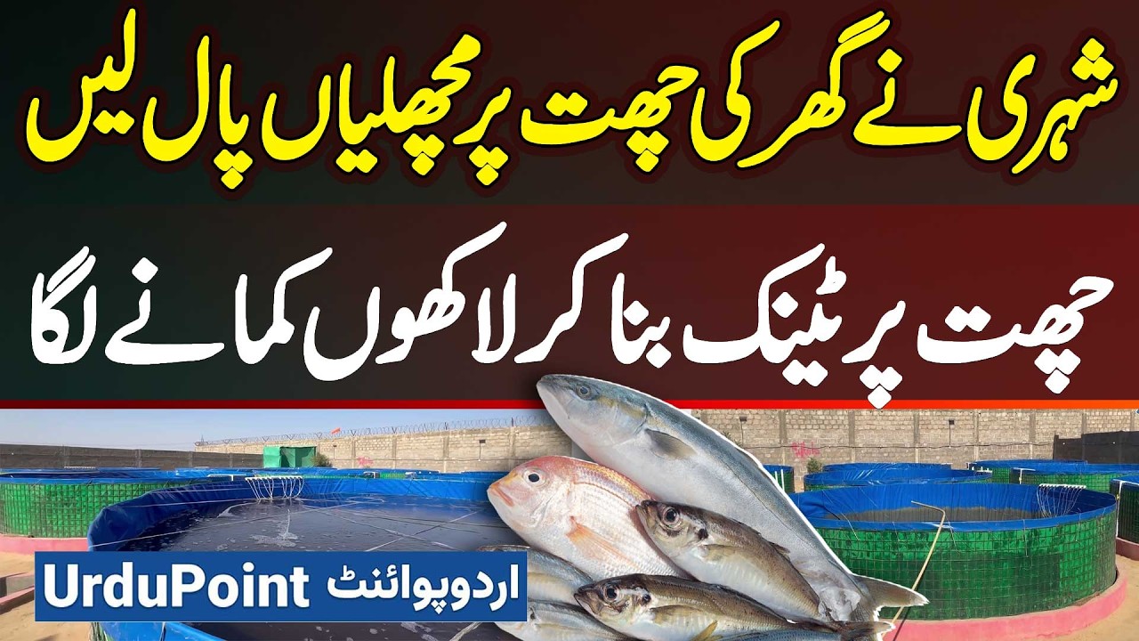 Fish Tank Business In Pakistan - Biofloc Fish Farming in Pakistan - Biofloc Fish Farming Process