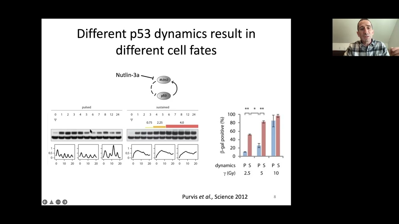 Dr M Tsabar: Escape from DNA damage induced arrest is marked by diverging p53 dynamics