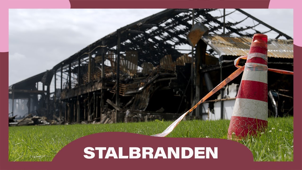 Stalbranden | Help varkens uit de brand!