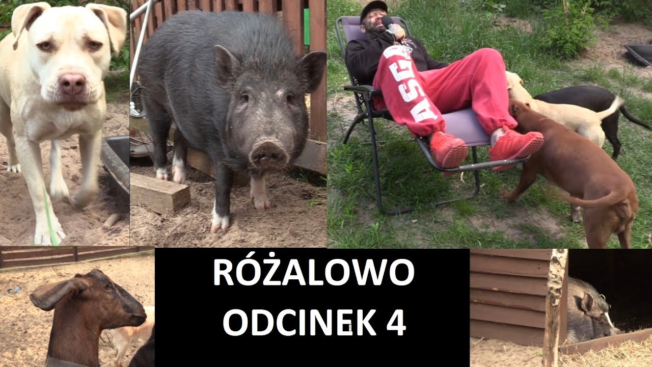 █▬█ █ ▀█▀ RÓŻALOWO 4. Wsi spokojna, wsi wesoła! Różal przedstawia Różalowo i jego mieszkańców