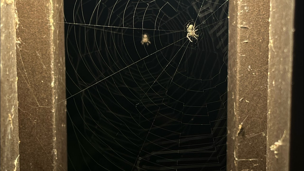 Trying Borderlands 2 Reborn