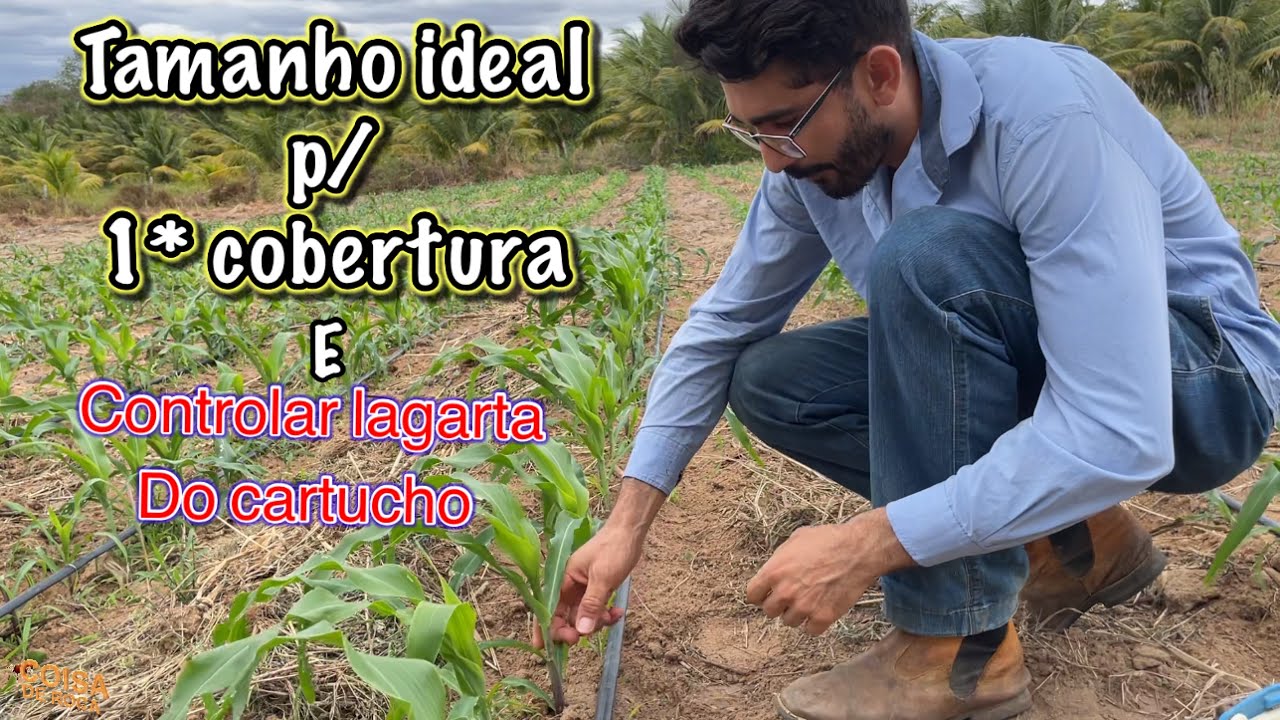 Não adube seu milho antes de ver este vídeo/ como controlar lagarta do cartucho ?