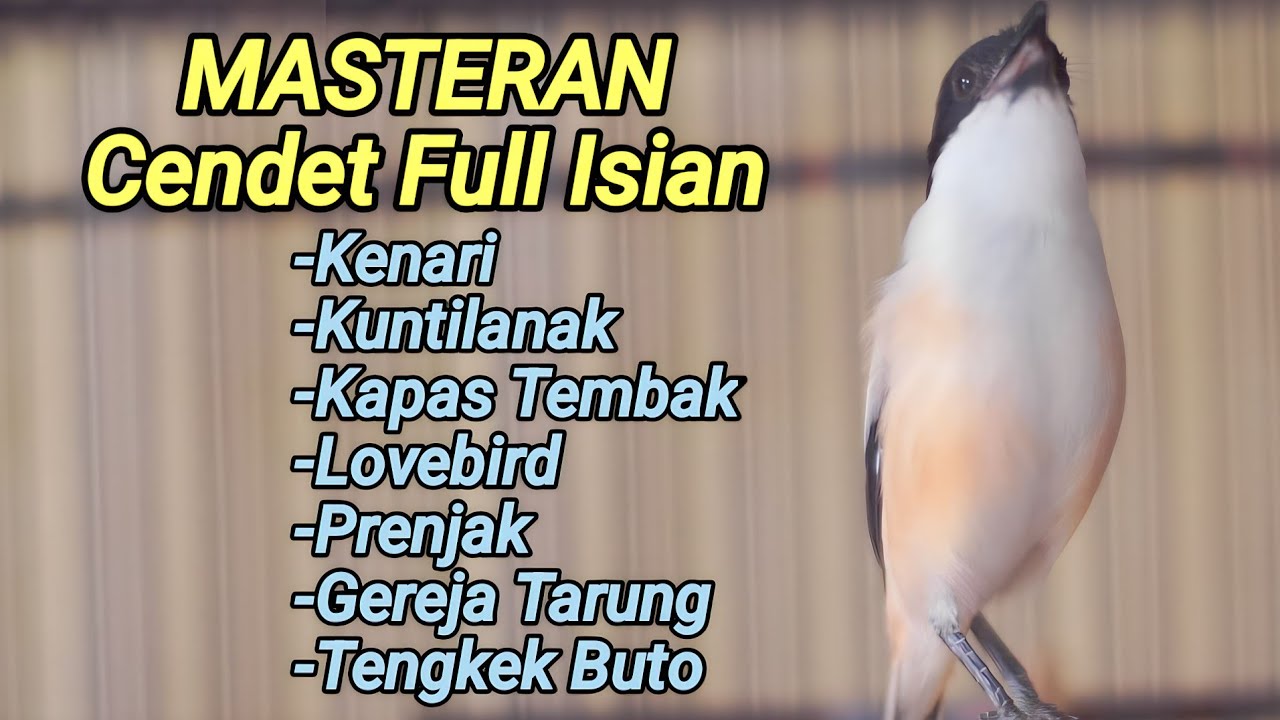 MASTERAN CENDET TERBAIK FULL ISIAN KUNTILANAK KAPAS TEMBAK KENARI LOVEBIRD TENGKEK GEREJA PRENJAK