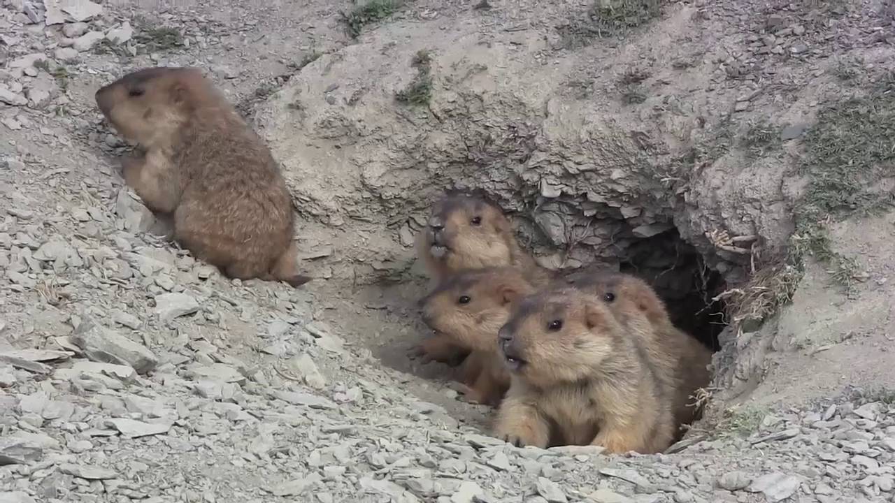 Lovely Moments Of Baby Marmots - Cute Marmots Gone Wild