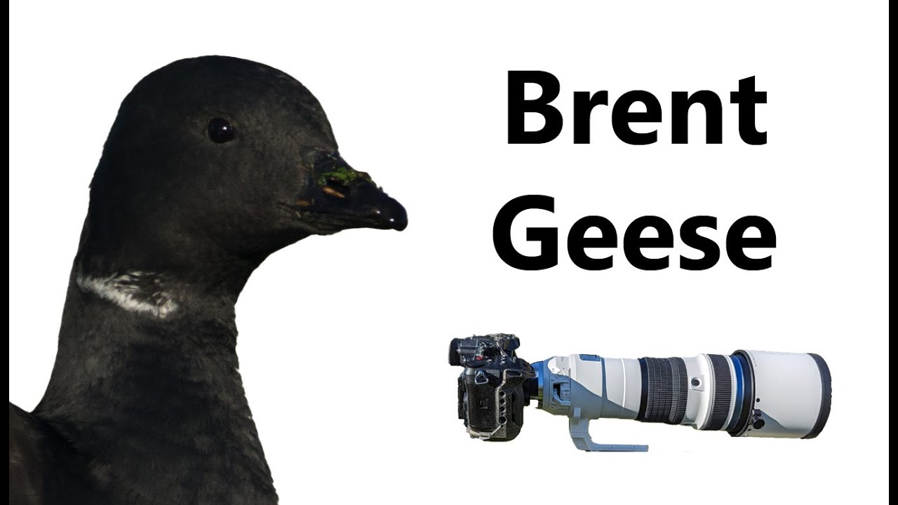 Brent Geese at Leigh - with 3000mm set up