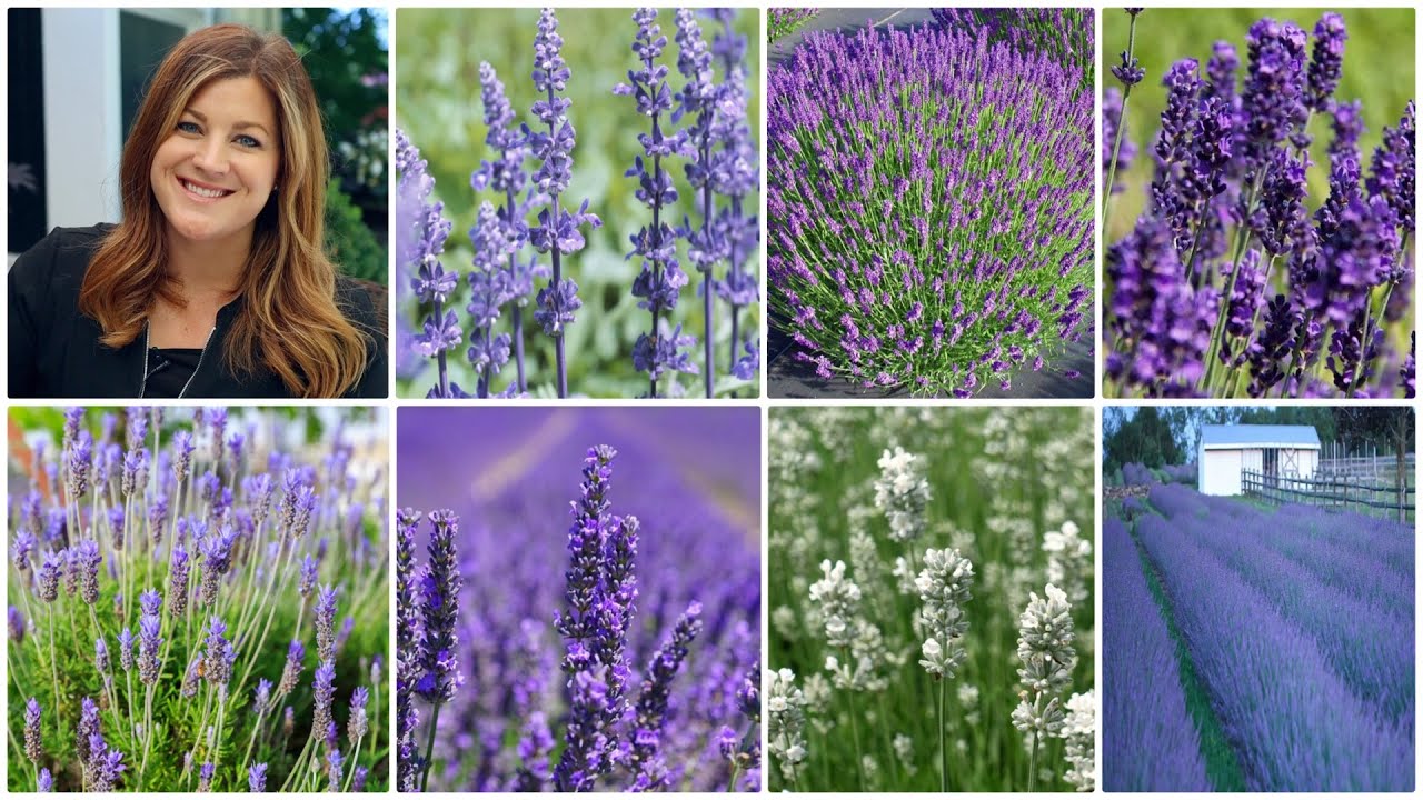 7 самых популярных сортов лаванды (+ основные сведения о лаванде)! 💜🌿💜 // Garden Answer