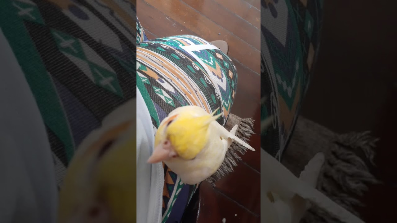 calopsita Sol cantando (5)