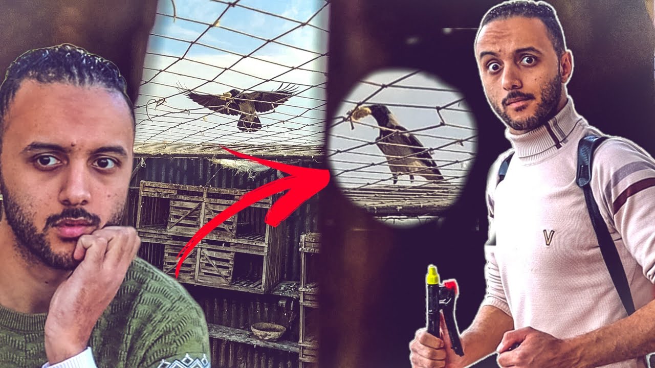 الغراب عرف مكان الحمام بتاعي 😱(اتصدمت من اللي شوفته ) حمامي بيروح مني