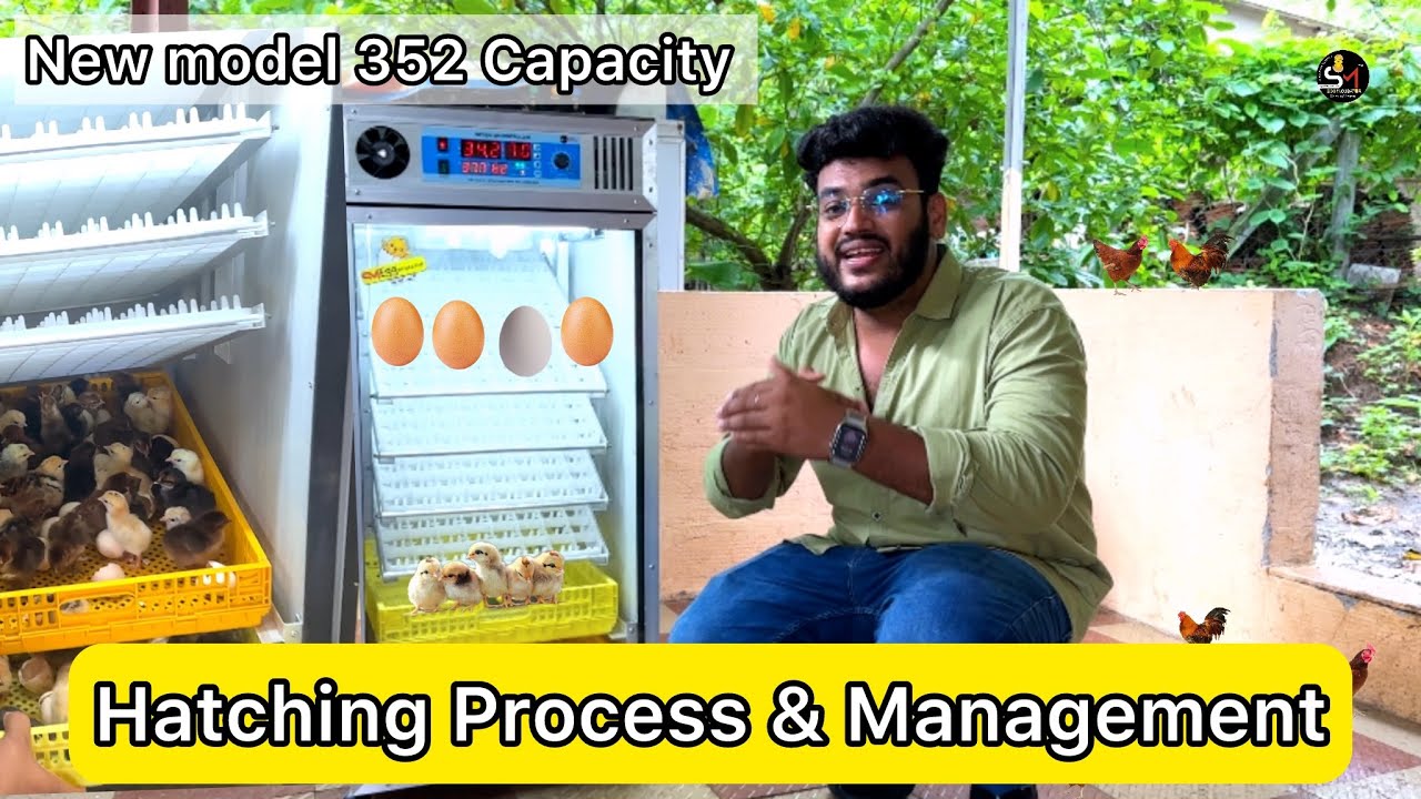 Hatching process | candling process | poultry business  Egg Incubators how to use | Sm Incubators