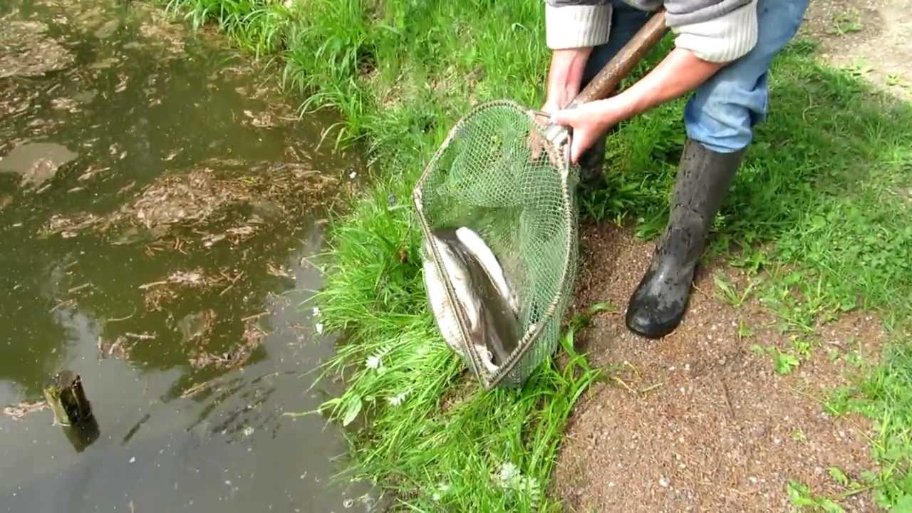 Fischbesatz am Angelteich der Bad Leonfeldner Anglerfreunde in Weinzierl