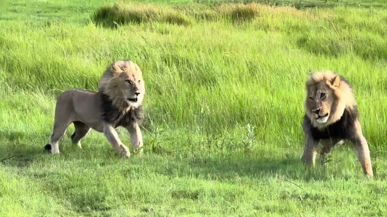 Two male vie for dominance 