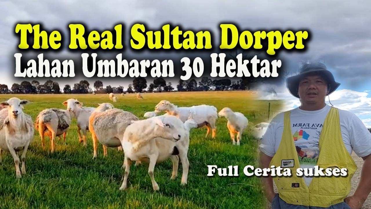 Peternakan Domba Dorper Terbesar Sistem Umbaran Luas 30 Hektar