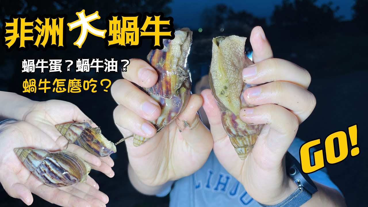 非洲大蝸牛！蝸牛怎麼吃？#蝸牛 #料理 #대만
