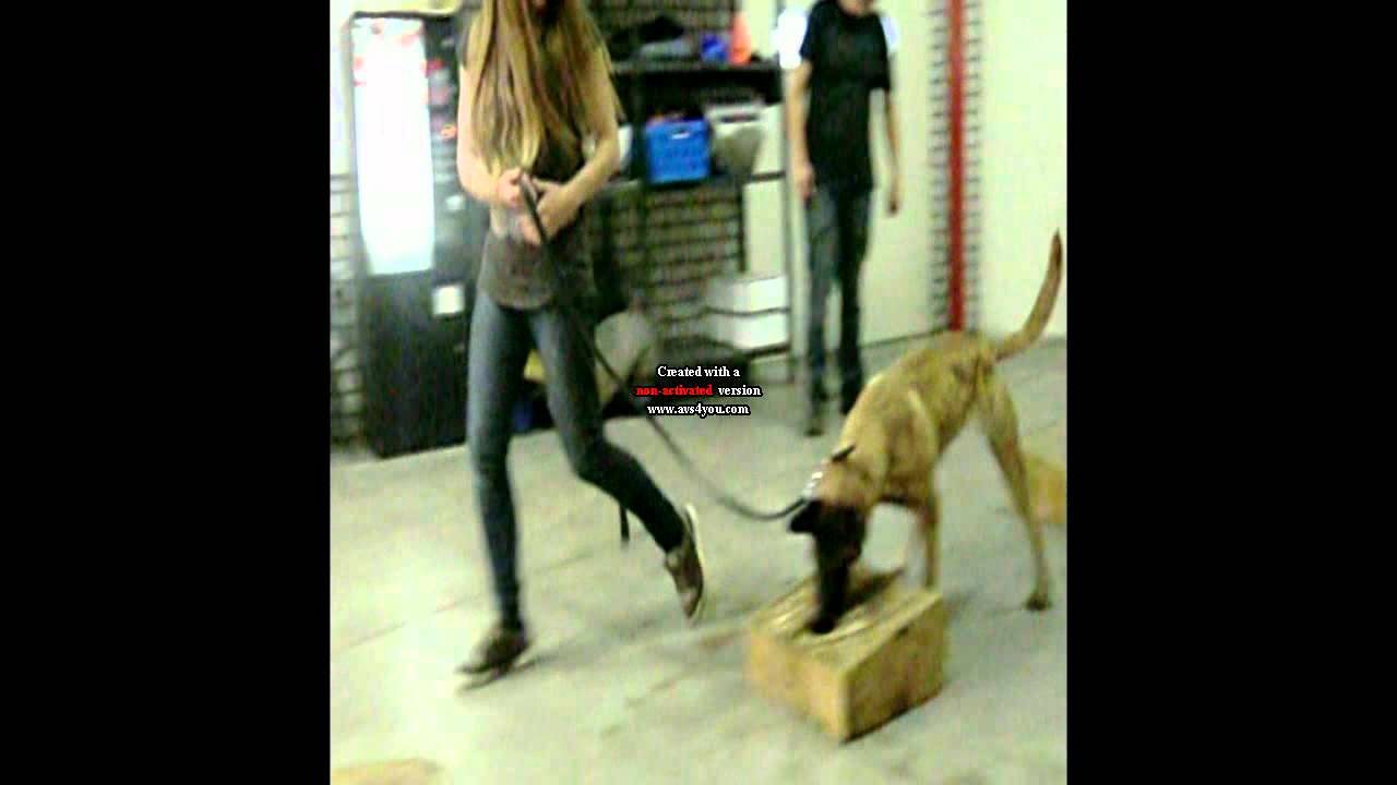 kyra's firts week training